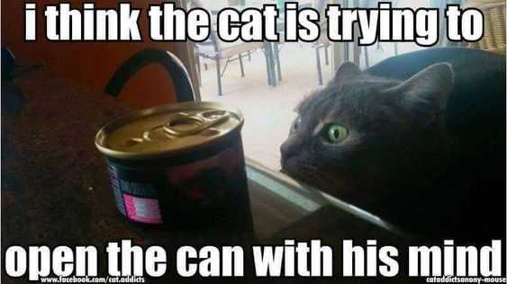 Cat Open Can