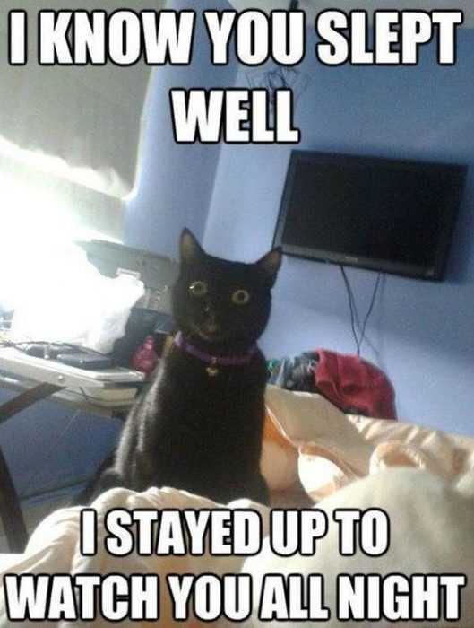 Cat Stayed Up