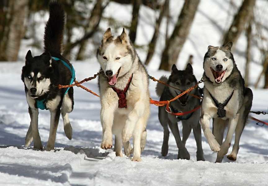 4-Huskies-Pulling-A-Sled 4 Huskies Pulling A Sled