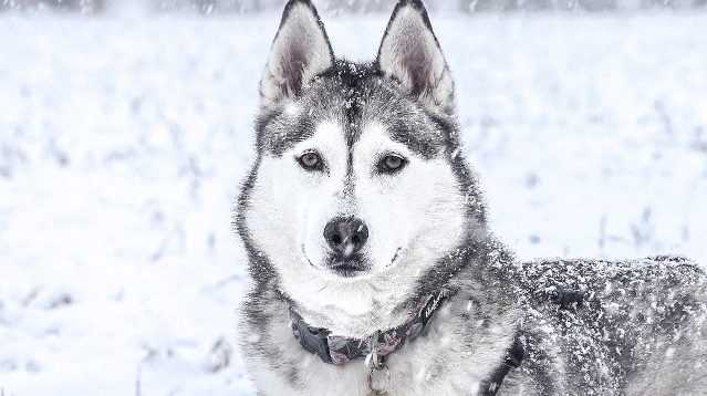 Female Husky In Snow