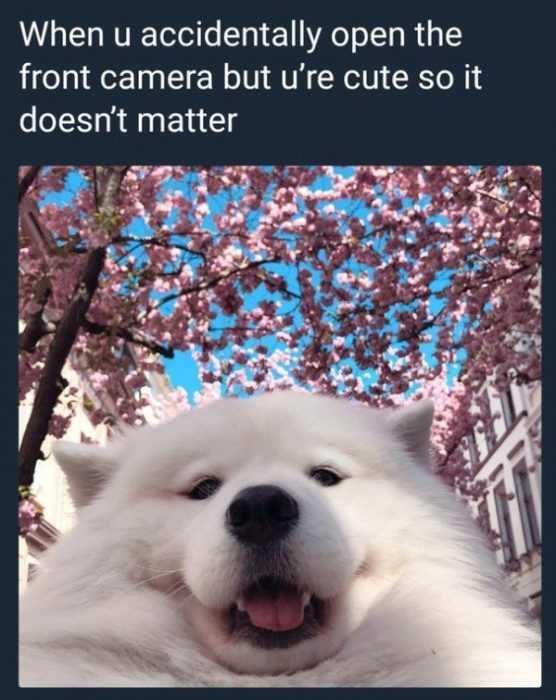 Meme You Cute