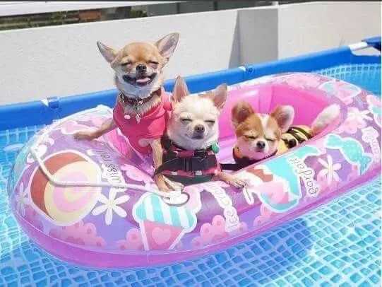 Pool-Dog-Pool-Grouip Pool Dog Pool Grouip