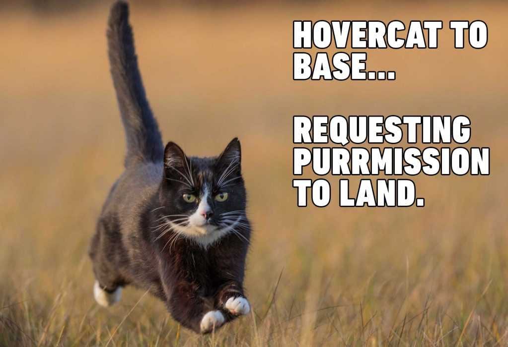 Cat-Hovercat Cat Hovercat
