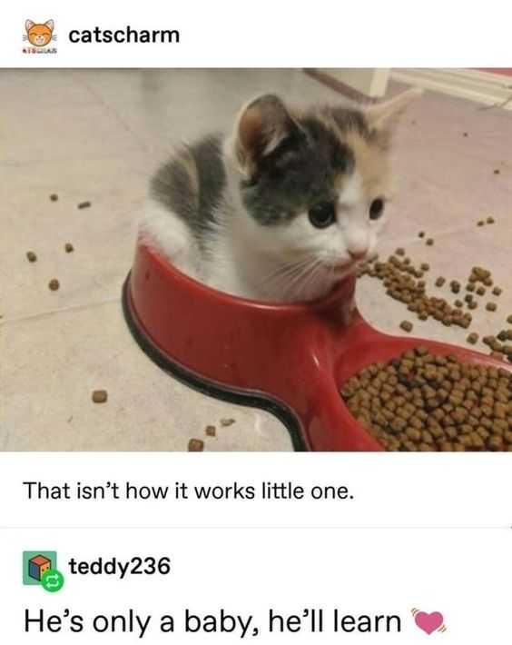 Cat Ittle One