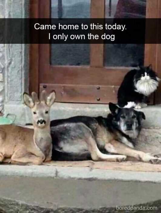 Cat Only Own