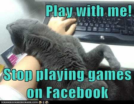 Cat Stop Playing