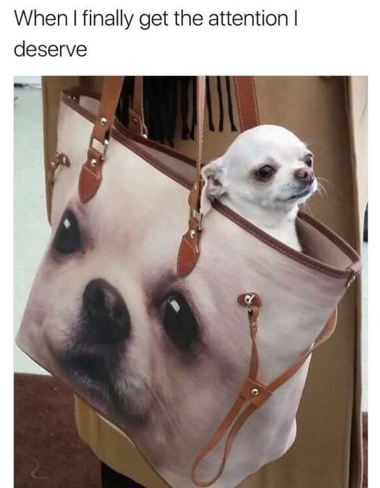 Dog Attention Deserve