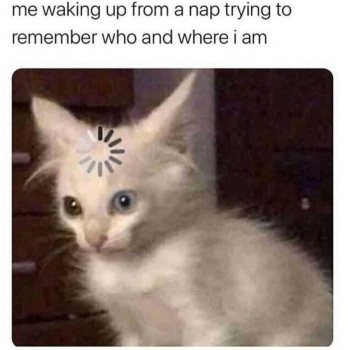 Meme Cat Buffer