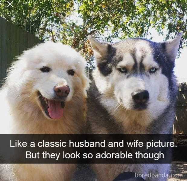 Snap Dog Classic