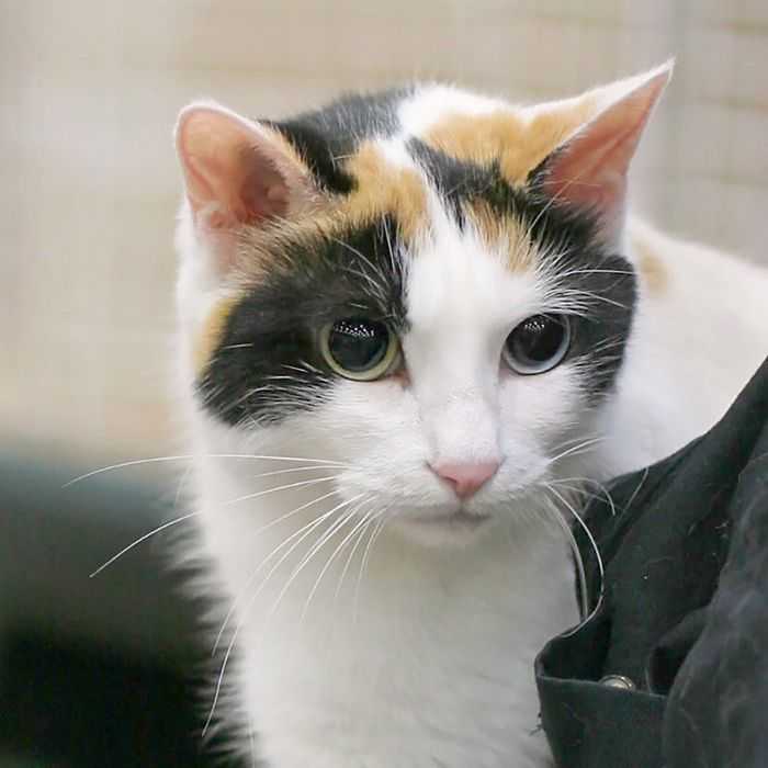 Adotable Cat Orange White