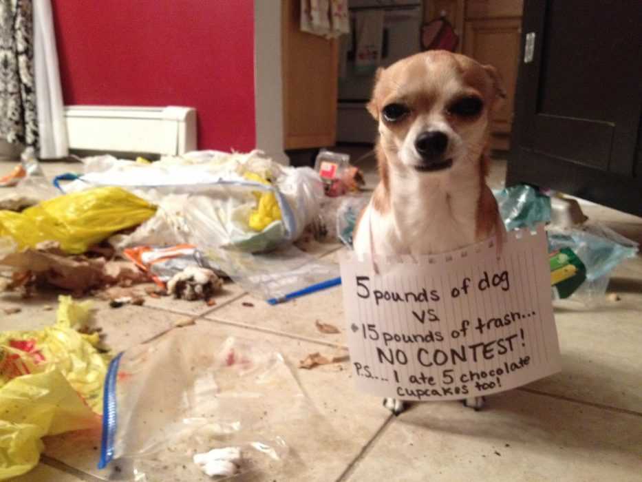 A Dog Sitting On A Tile Floor Wearing A Funny Dog Shaming Sign Saying He Ate 15 Pounds Of Trash