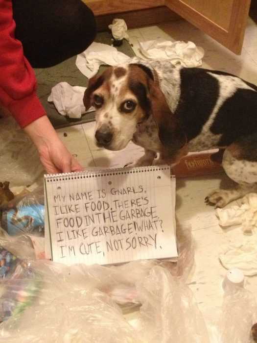 A Dog That Is Standing In Front Of A Funny Dog Shaming Sign For Throwing Trash On The Floor