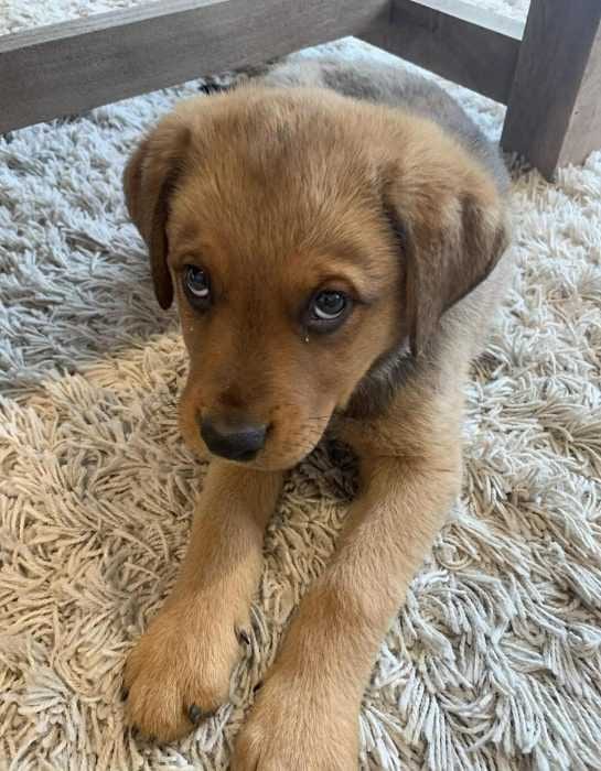 Puppy-Eyes Puppy Eyes