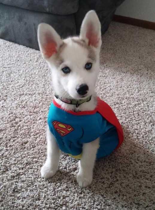 Puppy Superman