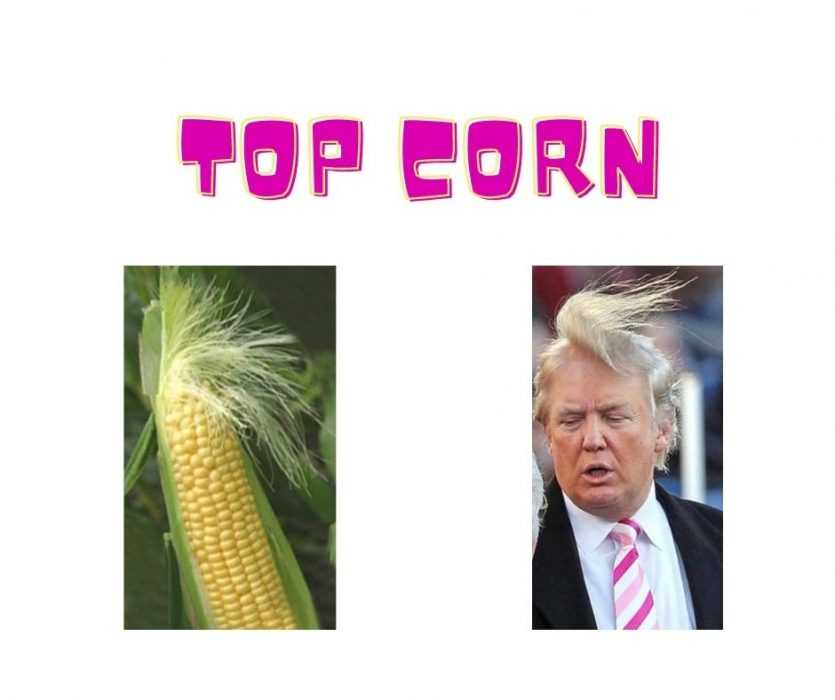 Wow Cornstalk Looks Just Like Donald's Hair