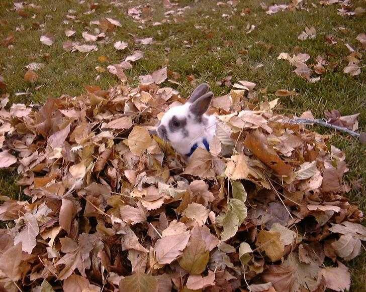 Animal-Bun-Leaf-Pile Cute Fall Animal Images Bunny In A Pile Of Leaves