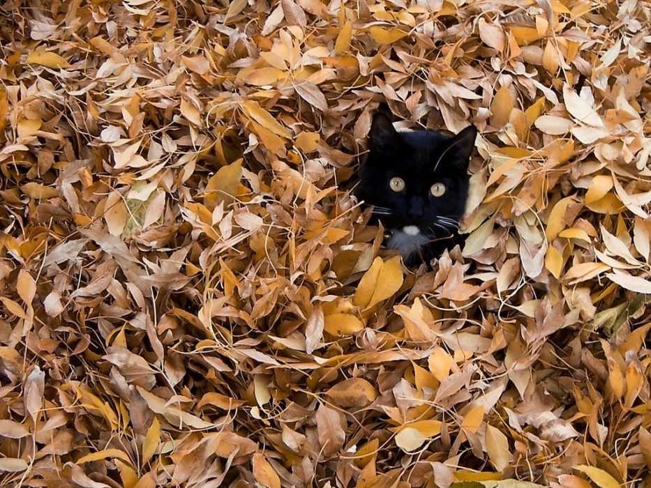 Animals-Cat-Leaves Cute Fall Animals Wallpaper You Know Halloween Is Coming When You See A Black Cat In A Pile Of Leaves