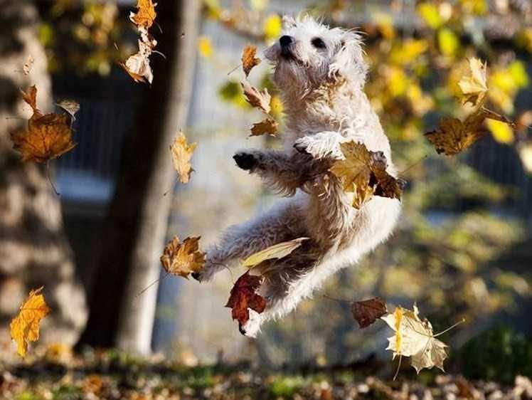 Animals-Jump-Leaf Funny Fall Animal Memes Dog Tapping Hind Ankles In Joy