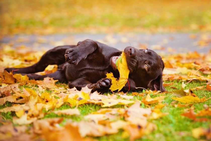 Animals-Love-Cuddle Funny Fall Animal Images Chocolate Brown Lab Catching Ball And Leaf