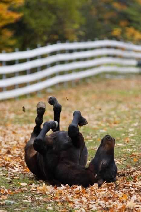 Animals-Rolling-Leaves Funny Fall Animal Pics Did This Horse Fall Or Is The Horse Playing Because It's Fall