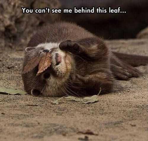 Animals-See-Me-Behind-This-Leaf Funny Fall Animal Images Otter Playing Peekaboo