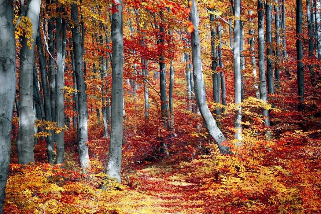 Fall Activities For Kids  Leaf Peeping
