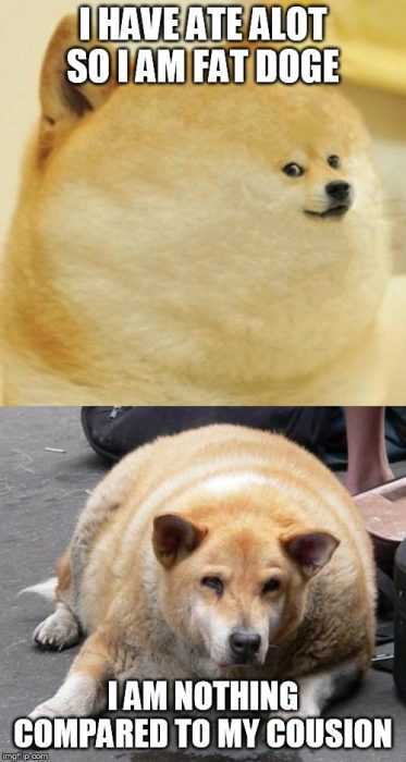 Funny Cats And Dogs  Two Dogs That Ate A Lot