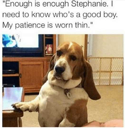 Funny Cats And Dogs  This Dog Seriously Wants To Know Who's A Good Boy