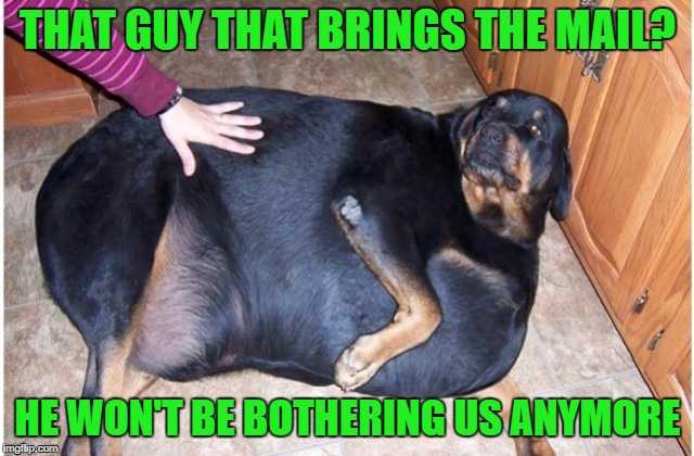 Funny Cats And Dogs  Dog Looks Like He Ate Mailman