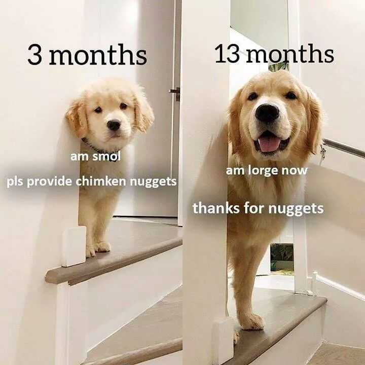 Funny Animal Memes  Another Golden Nugget Animal Fan