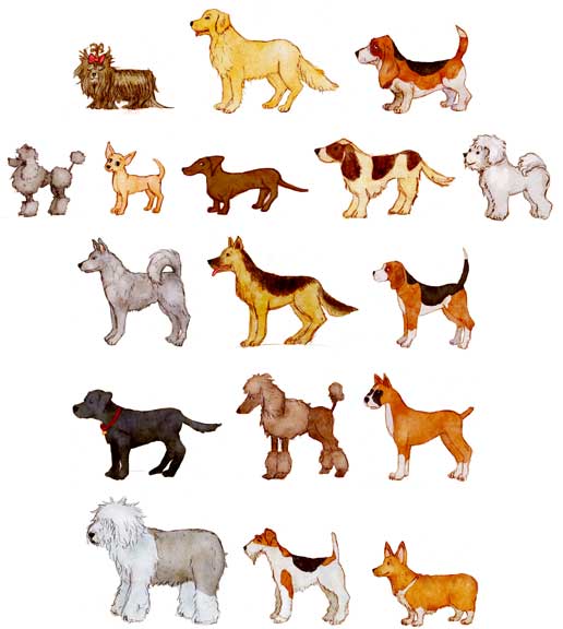Dog-Show Dog Show 1