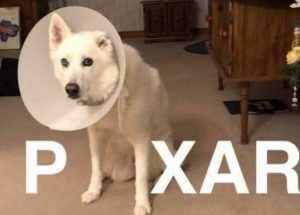 Pixar Dog Posters A Dog's Life