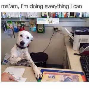 V6Myp2F Dog Posters Manager Dog