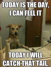 Images Adorable Dog Pictures Motivationa Ltalk