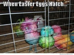Funny Animal Easter Memes Funny Animal Easter Memes