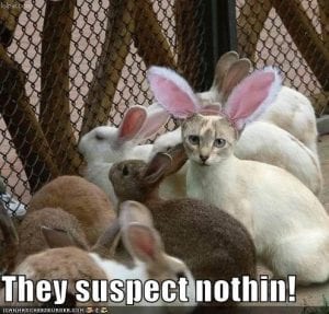 Funny Animal Easter Memes Funny Animal Easter Memes