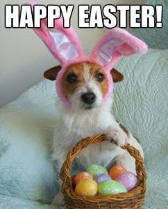 Funny Animal Easter Memes Funny Animal Easter Memes
