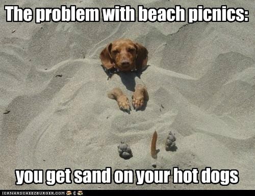 Top 10 Best Pet Products To Bring Sanity Back To Your Household