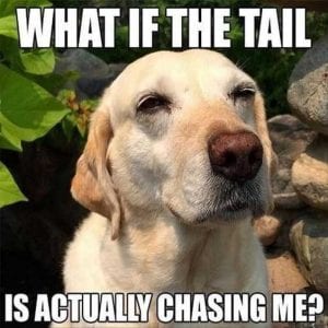 Funny Animal Easter Memes Funny Animal Easter Memes