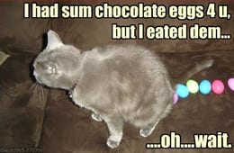 Funny Animal Easter Memes