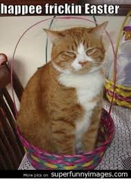 Funny Easter Cat Memes