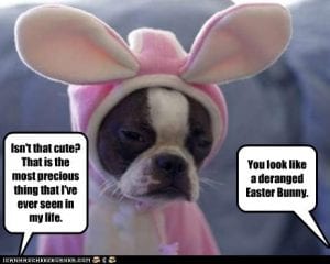 Funny Animal Easter Memes Funny Animal Easter Memes