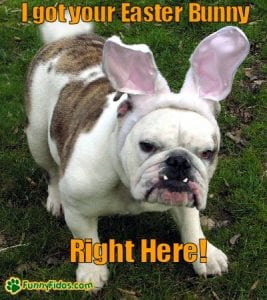 20 Funny Dog Easter Memes To Enjoy While You Binge Eat Easter Eggs