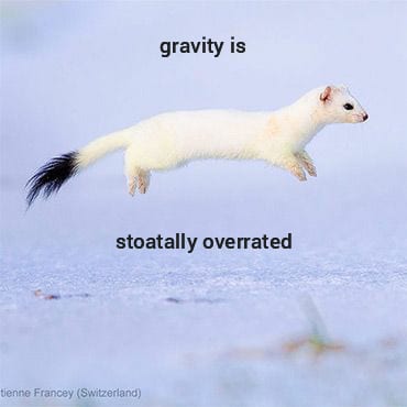 Adorable-Stoat-Gravity Stoat Pictures Cutest