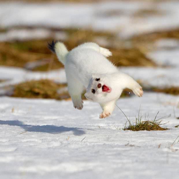 Adorable-Stoat-Jump Cute Stoat Pictures