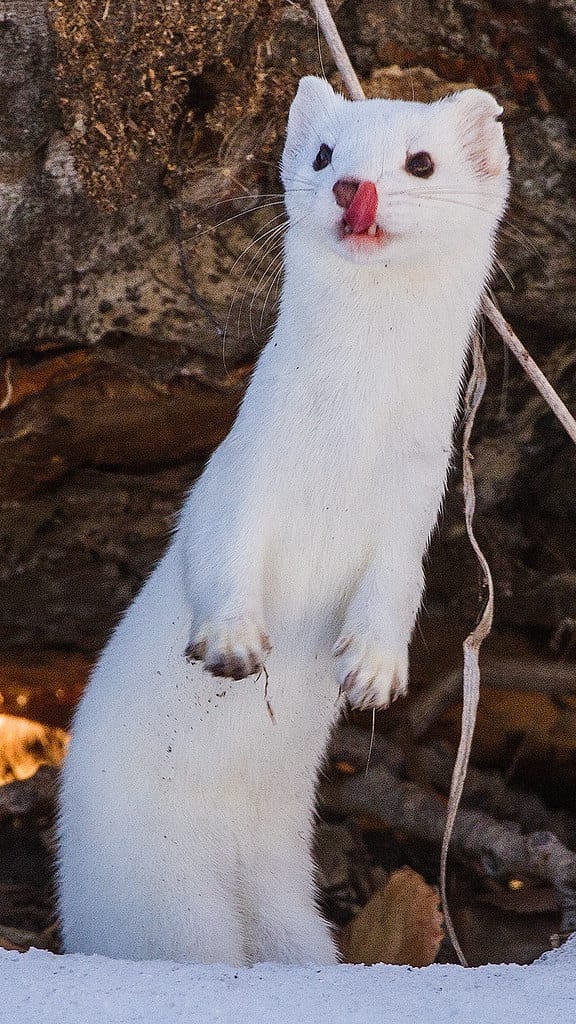 Adorable-Stoat-Lick Funny Stoat Pictures