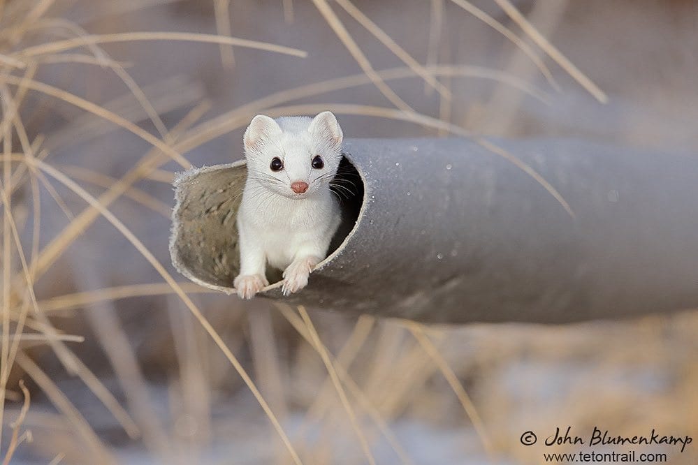 Adorable-Stoat-Pipe Stoat Pictures Lovable