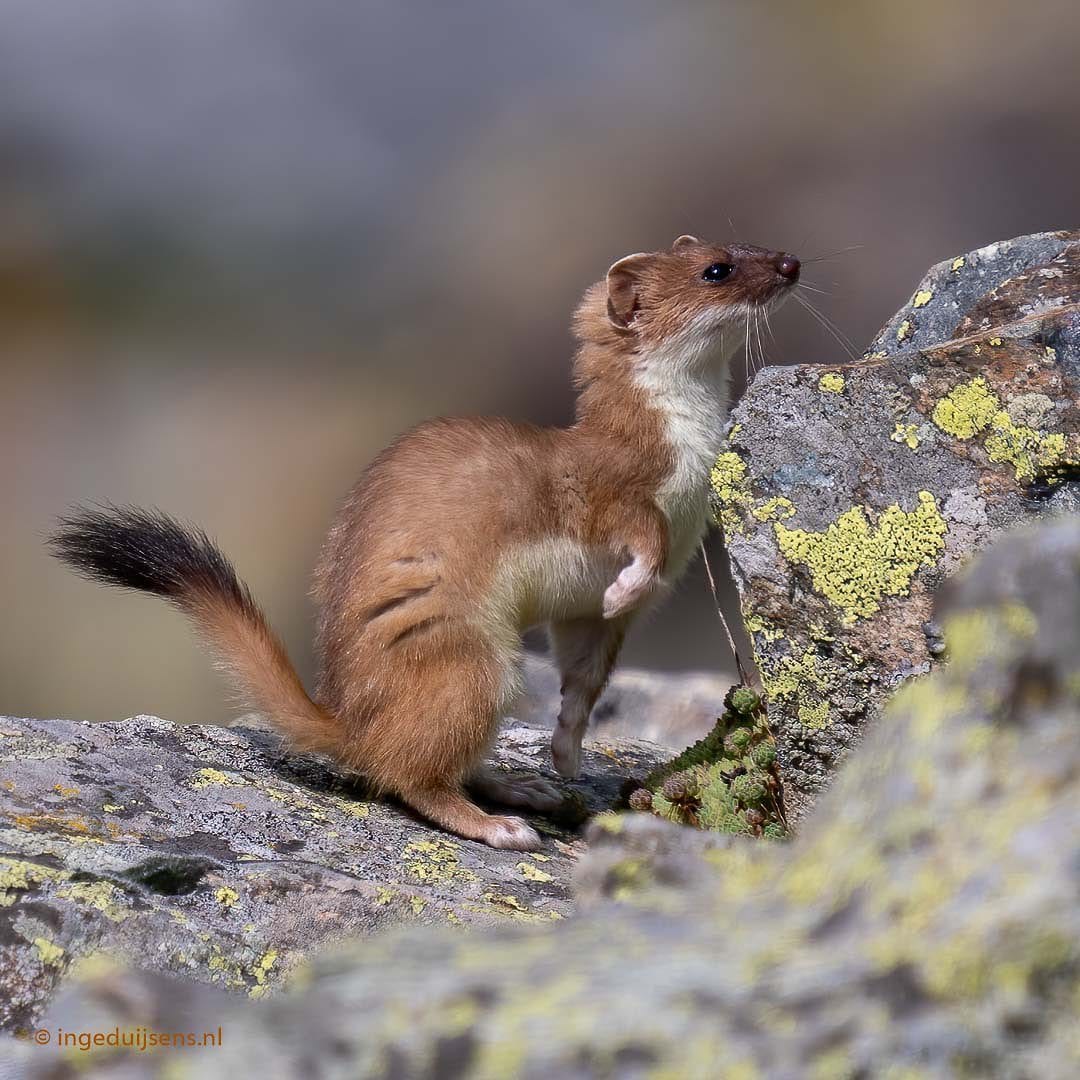 Adorable-Stoat-Pointer Adorable Stoat Pictures