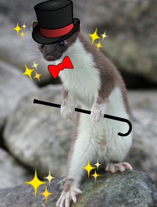 Adorable-Stoat-Razzle-Dazzle Stoat Pictures Adorable