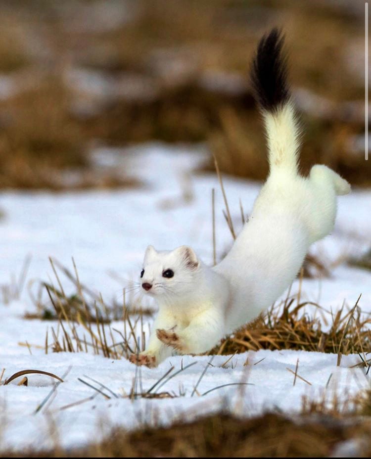 Adorable-Stoat-Running Stoat Pictures Hilarious